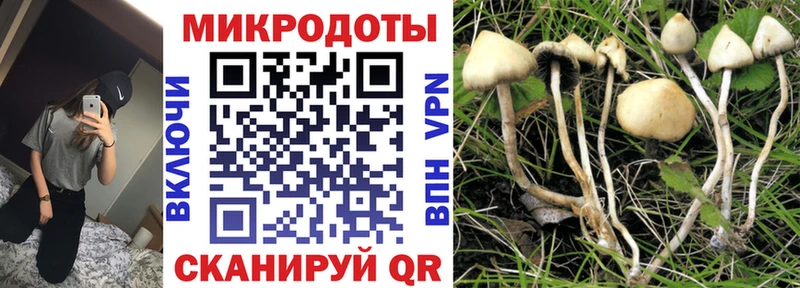 гидра зеркало Новодвинск Псилоцибиновые грибы Psilocybine cubensis